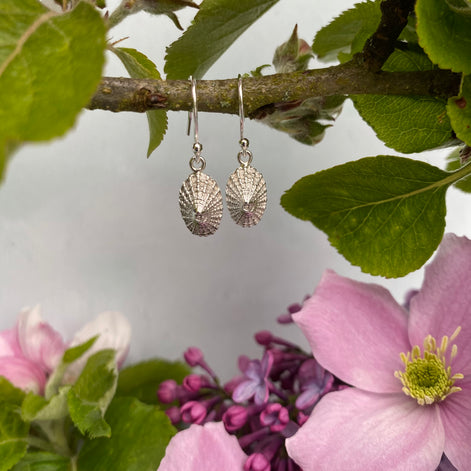 Limpet Shell Drop Earrings