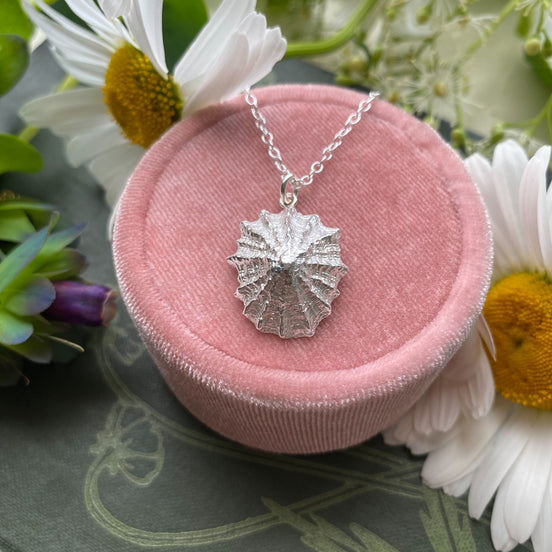 Large Limpet Shell Necklace