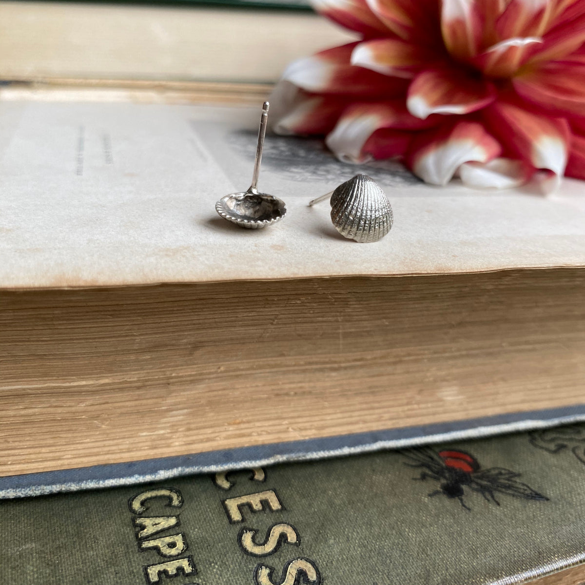 Cockle Shell Stud Earrings