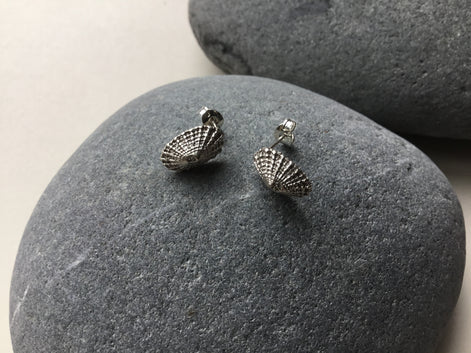Limpet Shell Stud Earrings