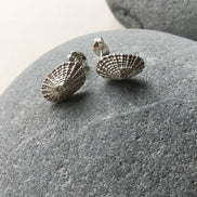 Limpet Shell Stud Earrings